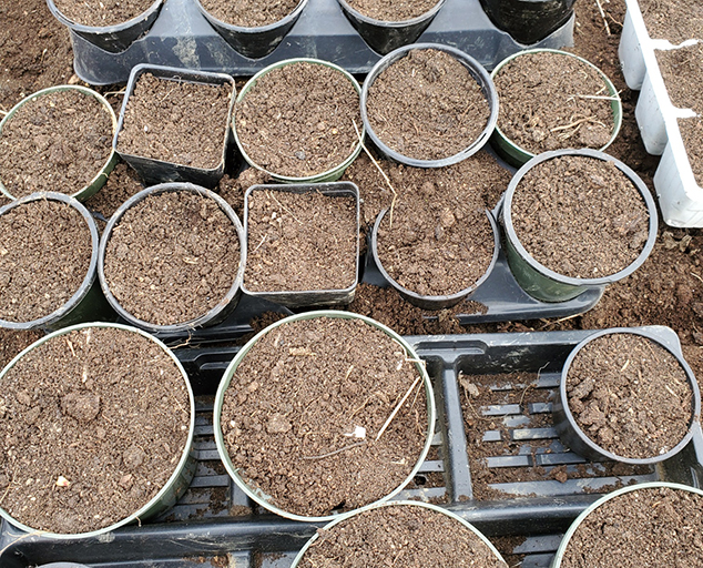 Seed Starting in Northeast Ohio Lake Metroparks